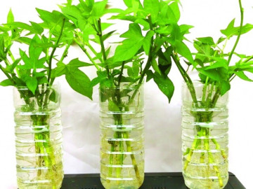 Loại rau giàu canxi hơn sữa, lượng selen gấp 30 lần hành tây, ở chợ bán đầy, đem nấu canh kiểu này không bị nhớt