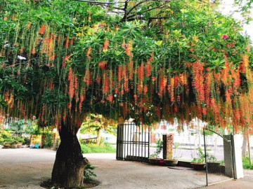 Tại sao trồng cây lộc vừng mang tới tài lộc nhưng bị nhiều người đưa vào danh sách đen? Đây là 4 lý do