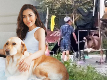 Sao Việt lên tiếng vụ chú chó bị ngược đãi ở Đà Lạt: Tăng Thanh Hà đau lòng, mẹ bầu Võ Hoàng Yến bức xúc