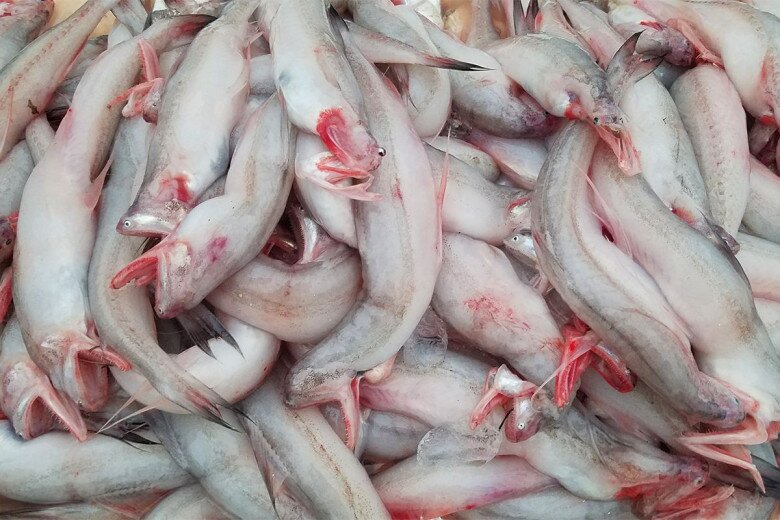 Cá khoai hiện đang được nhiều người lùng mua về ăn. Ảnh minh họa.