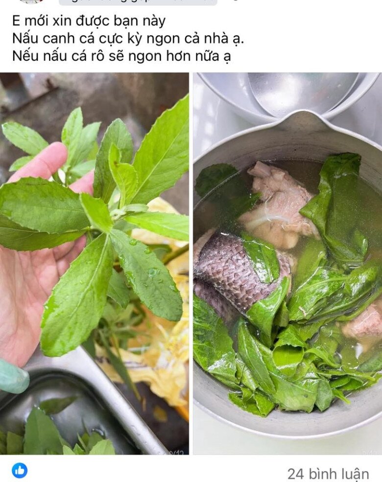 Cây cúc tần hiện được nhiều người sử dụng làm rau ăn - Ảnh: Diệu Thuần.