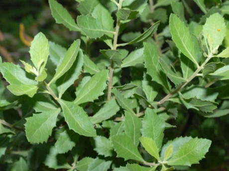 Cây rau có tên từ bi, xưa mọc hàng rào, giờ lên đời thành đặc sản, nấu nước uống tốt cho dạ dày, ngừa sỏi thận