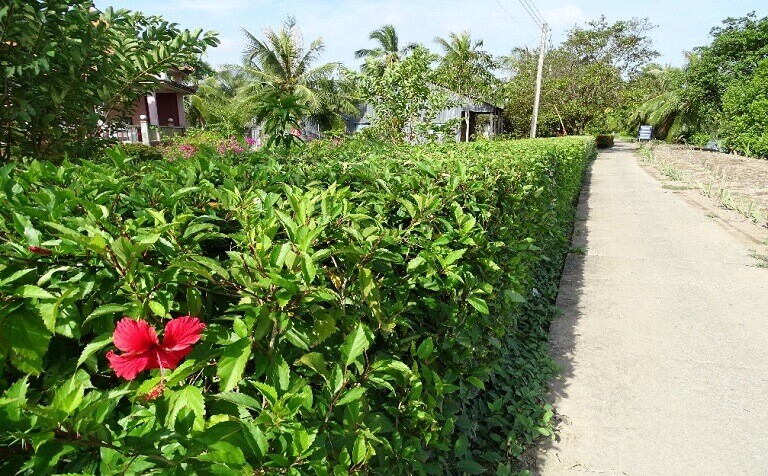 Hoa dâm bụt được nhiều nơi nước ta trồng làm hàng rào. Ảnh minh họa. 