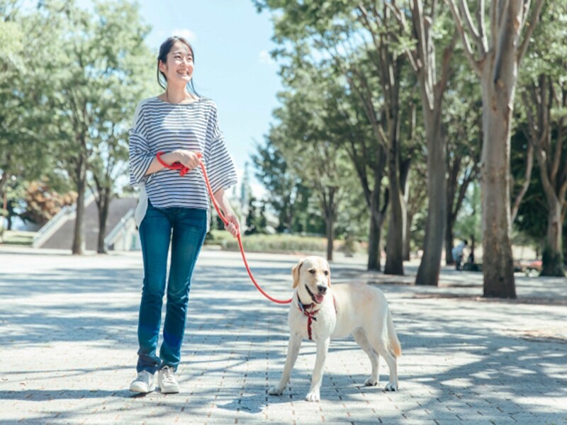 Mỗi ngày, Hoàng đế Càn Long đều ăn sáng vào lúc 7 giờ sáng và sẽ đi dạo nhẹ nhàng sau bữa ăn. Theo các bác sĩ, vận động nhẹ nhàng khoảng 15 - 60 phút sau bữa ăn có thể làm giảm lượng đường trong máu và giữ đường huyết trong tầm kiểm soát. 
