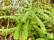 Sức khỏe - Cây dại mọc bờ bụi có tên nghe rất lạ, nấu nước uống có thể khống chế virus viêm gan B nhưng ít người biết