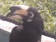 Tin tức - Chim thuộc hàng nguy cấp quý hiếm bay lạc vào quán cà phê ở TP.HCM