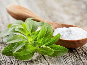Loại cỏ ngọt gấp 300 lần đường nhưng có lợi cho người muốn giảm cân, bị huyết áp, giá 200.000...