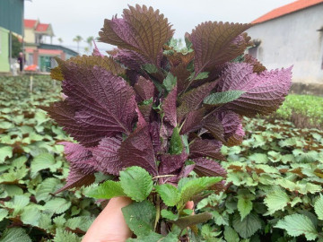 Loại lá có mùi thơm đặc biệt, 2.000 đồng có thể mua, ăn sống, nấu nước uống đều giúp mát gan, ngừa...