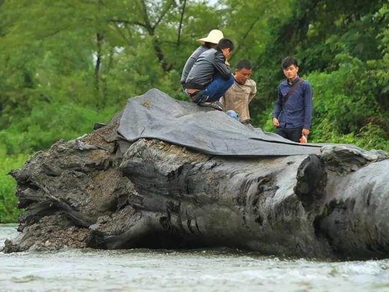 Gỗ âm trầm được mệnh danh là Đông phương thần mộc, dùng cho các cung điện hoàng gia và làm quan tài cho vua chúa. Đứng gần, gỗ âm trầm tỏa ra một mùi thơm rất lạ.
