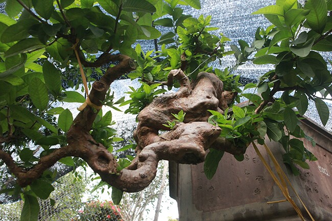 Cây ăn quả quen thuộc lên chậu thành bonsai được ưa chuộng, vừa đẹp vừa mang lại tài lộc dồi dào, có cây giá vài tỷ - 6