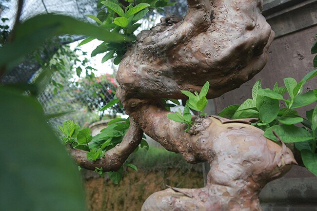 Bonsai ổn sở hữu những ưu điểm như dễ uốn nắn, sức sống mãnh liệt, có những cây tuổi thọ cao