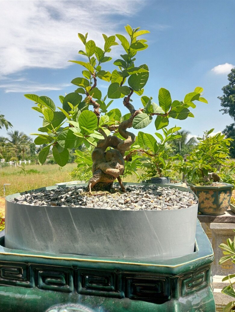 Những cây ổi bonsai mini có giá từ vài trăm đến vài triệu đồng, có thể trưng trong phòng khách hoặc làm đẹp khuôn viên