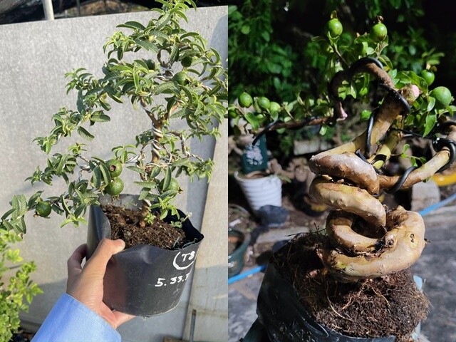 Cây ăn quả quen thuộc lên chậu thành bonsai được ưa chuộng, vừa đẹp vừa mang lại tài lộc dồi dào, có cây giá vài tỷ - 2