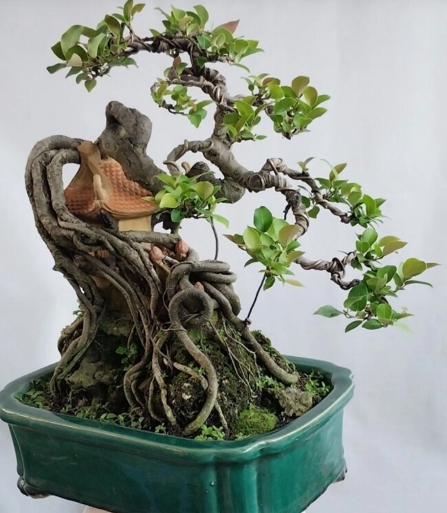 Cy di ln chu thnh bonsai c l, va p va mang li bnh an, may  mn, gi tin t vn ht ngi sn lng