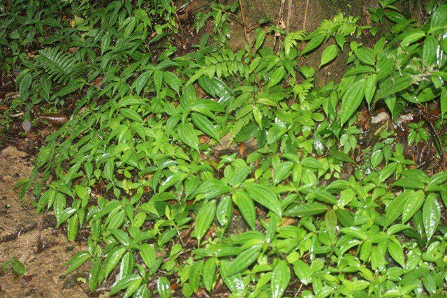 Rau blu kít lạ miệng và vô cùng hấp dẫn, là đặc sản nổi tiếng ở Kon Tum, mấy năm gần đây được nhiều người tìm mua để thưởng thức