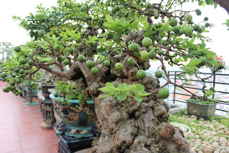 Cây ổi không chỉ cho trái mà còn được đưa vào chậu bonsai với nhiều dáng đẹp, thu hút giới chơi cây cảnh