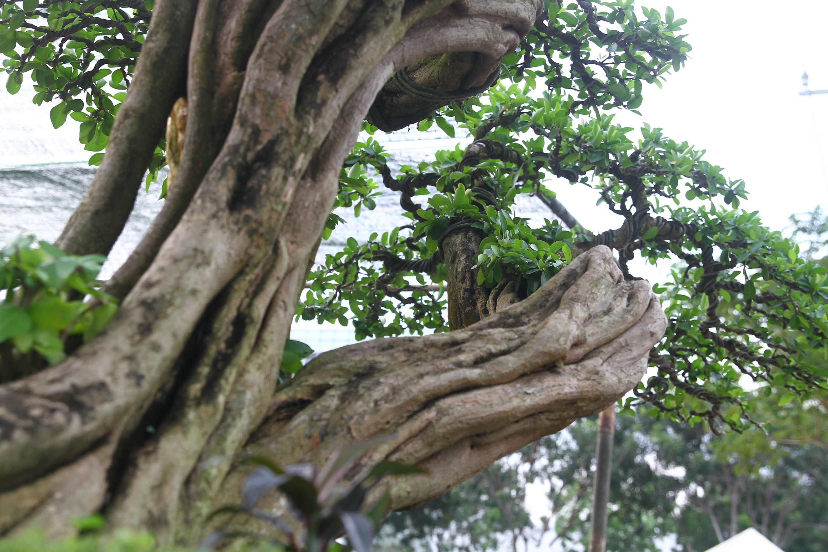 Cây ăn quả quen thuộc lên chậu thành bonsai lạ, màu đẹp mắt lại có ý ...