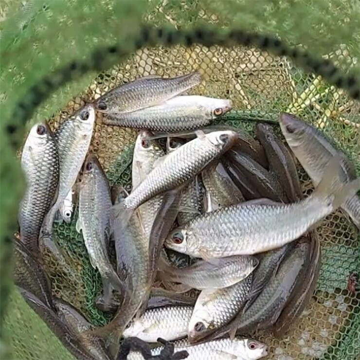 Cá lúi là đặc sản nổi tiếng ở Gia Lai