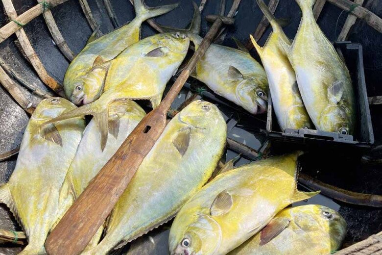 Cá vàng dương có màu vàng lấp lánh, thường đi theo đàn nên nếu may mắn gặp cả đàn sẽ thu được số lượng lớn