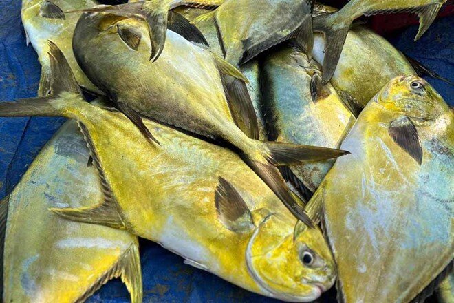 Loài cá này rất thông minh nên để bắt được chúng phải có kinh nghiệm và am hiểu địa hình