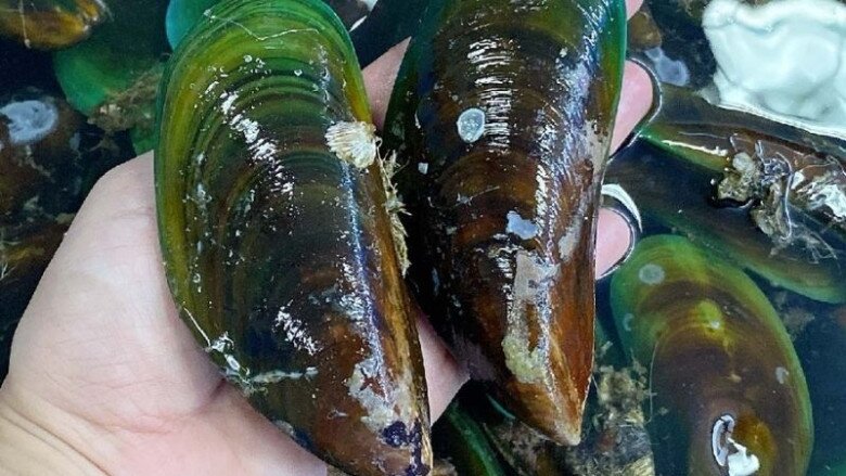 Vẹm xanh trông khá giống nghêu nhưng dài hơn, thường có màu xanh dương hoặc xanh lá