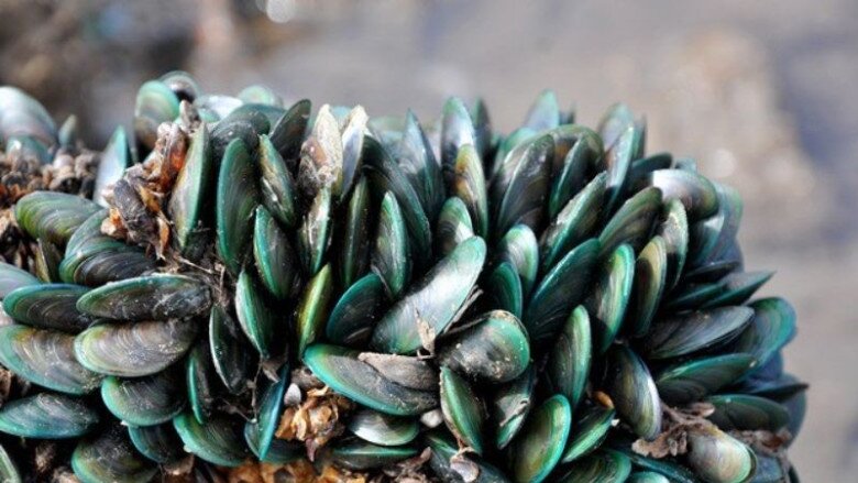 Tập tính của loài vẹm xanh là mỗi con sẽ kết dính vào nhau thành từng chùm và bám vào xác tàu đắm, kè, cống…