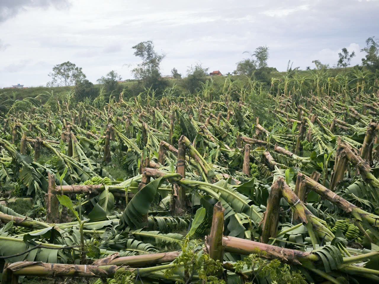 Hình ảnh nông sản gãy đổ, thiệt hại trên diện tích lớn sau khi bão số 3 ở các tỉnh miền Bắc