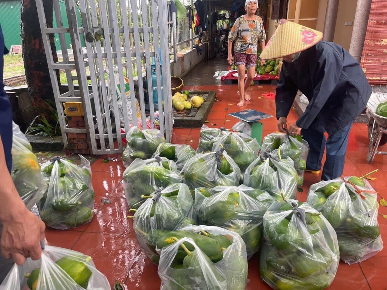 Chuối và đu đủ cũng là những loại nông sản bị thiệt hại nhiều, cần tiêu thụ với số lượng lớn và giá rẻ sau bão