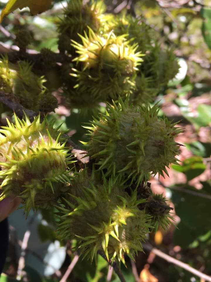 Hạt dẻ rừng được ví như lộc trời, mang lại thu nhập cho người dân ở các huyện miền núi