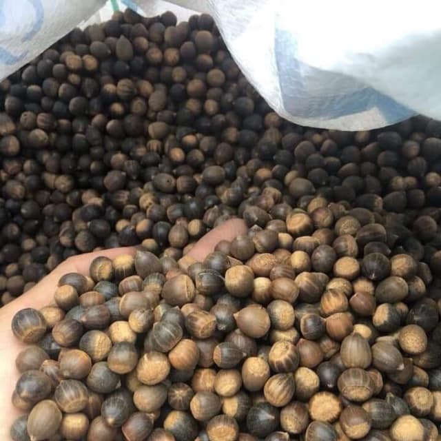 Hạt dẻ rừng có kích thước bé nhưng bùi và thơm