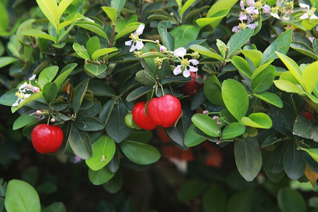 Cây ăn quả quen thuộc lên chậu thành bonsai lạ, màu đẹp mắt lại có ý ...