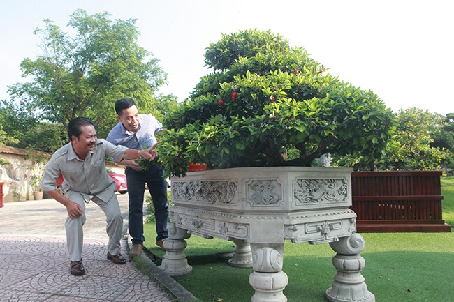 Cây ăn quả quen thuộc lên chậu thành bonsai lạ, màu đẹp mắt lại có ý ...