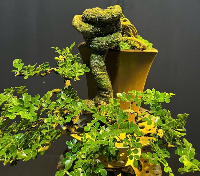Loại cây lạ tỏa mùi thơm lên chậu thành bonsai, tượng trưng cho sự thăng tiến và may mắn, có cây giá hàng trăm triệu - 5