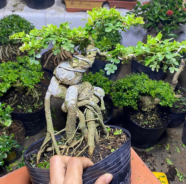 Loại cây lạ tỏa mùi thơm lên chậu thành bonsai, tượng trưng cho sự thăng tiến và may mắn, có cây giá hàng trăm triệu - 6