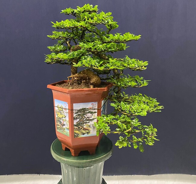 Cần thăng bonsai có giá từ vài trăm đến vài triệu đồng