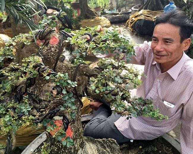 Anh Hoàng bên gốc cây cần thăng được trả giá hàng trăm triệu đồng, có tuổi đời và độ quý hiếm cao