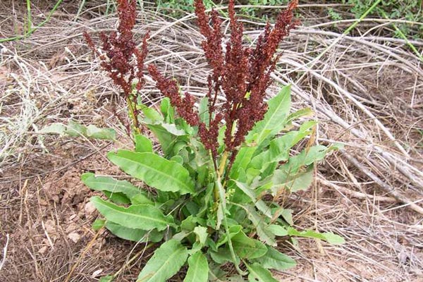 Loại cây mọc đầy ven đường, có vị đắng nhưng là đặc sản được dân thành phố ưa chuộng vì lạ miệng, 120.000 đồng/kg - 3