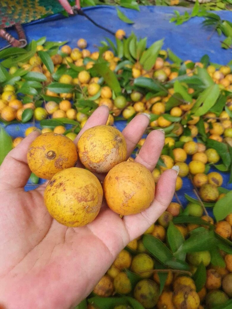 Mùa thu là thời điểm sấu chín vàng 