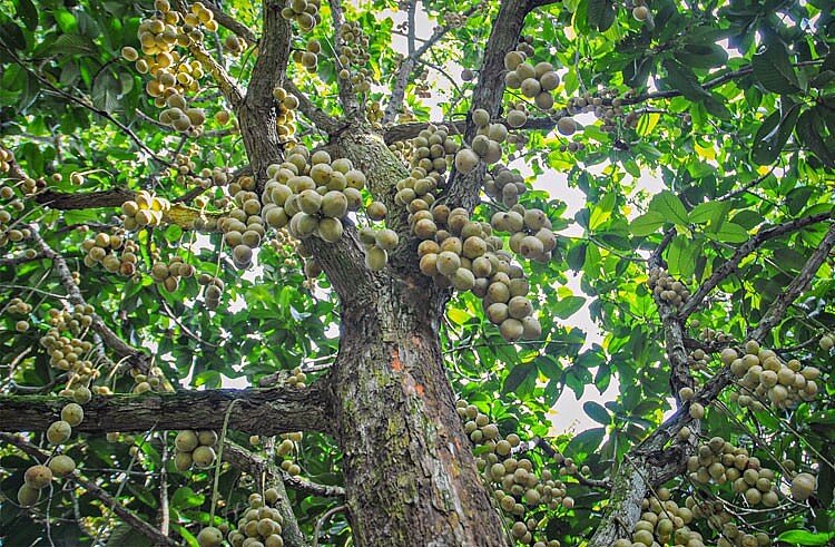 Loại quả xưa có đầy ít người biết, nay thành đặc sản có hương vị lạ ...