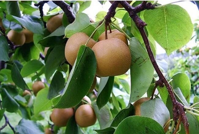 Quả mắc cọp vào mùa vào mùa hè