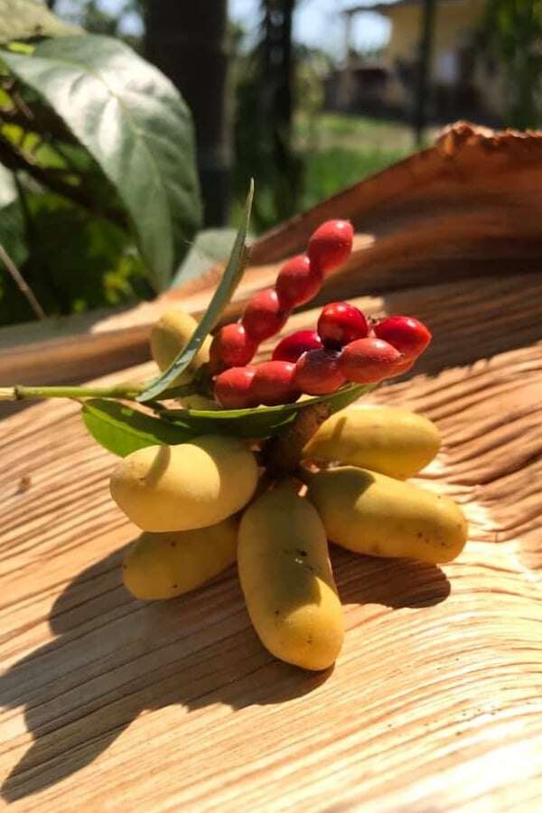 Loại quả xưa rụng đầy không ai biết đến, giờ thành đặc sản có hương vị lạ, ít người được thưởng thức - 3