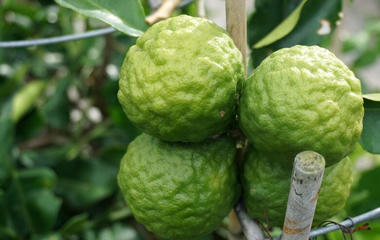 Loại quả xưa rụng đầy không ai biết đến, giờ thành đặc sản có hương vị lạ ở thành phố, 170.000 đồng/kg - 2