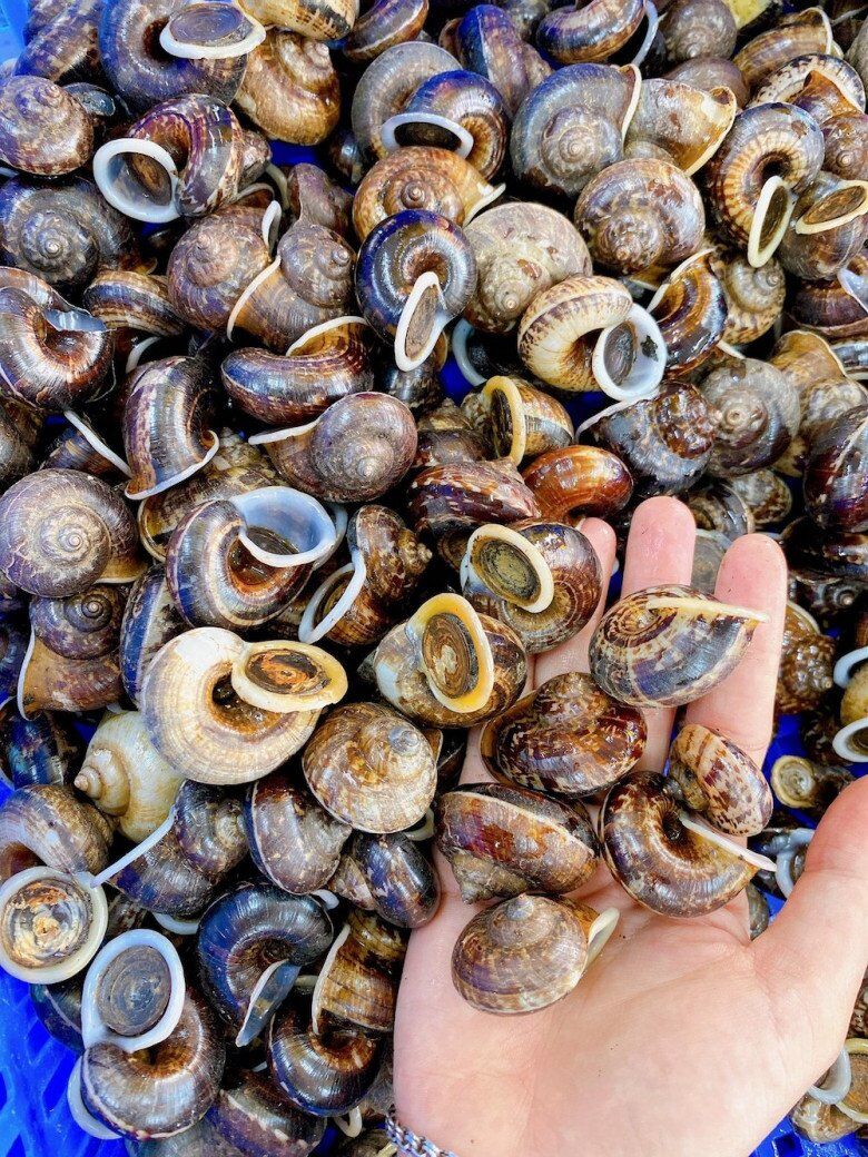 Ốc đá suối Bàng là những con ốc đá thường sinh trưởng, phát triển ở khu vực suối Bàng (Mộc Châu)
