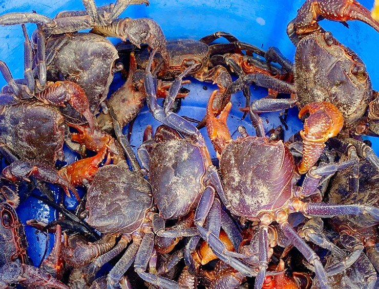 amp;#34;Lộc trờiamp;#34; bò ra từ hốc đá, xuất hiện nhiều khi trời mưa, dân đi bắt về bán 300.000 đồng/kg thành đặc sản nổi tiếng - 3