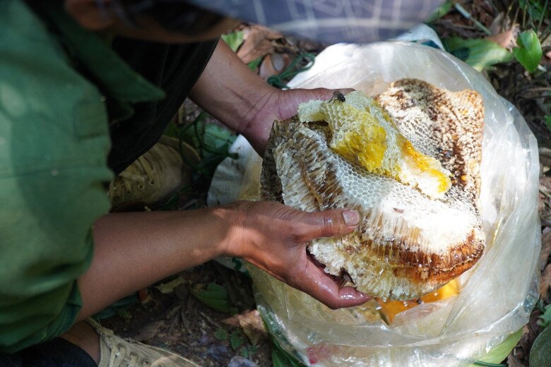 Tổ ong khoái ở vị trí rất cao nên người đi săn phải đối mặt với nhiều nguy hiểm