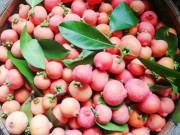 Tiêu dùng - Loại quả xưa rụng đầy không ai biết đến, nay thành đặc sản mùa hè có vị chua ngọt hấp dẫn, 70.000 đồng/kg