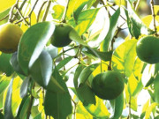 Tiêu dùng - Cây dại mọc bờ bụi, xưa không ai biết đến giờ thành đặc sản có vị chua hấp dẫn, 80.000 đồng/kg