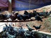 Tiêu dùng - Đặc sản ở Điện Biên có tên rất lạ, nay dân thành phố ưa chuộng, 200.000 đồng/kg muốn mua cũng khó