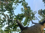 Tin tức - Nông dân Thanh Chương "khóc ròng" vì loại quả được ví như "vàng đen" mất mùa chưa từng có