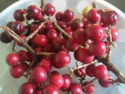 Lifestyle - Loại quả xưa rụng đầy gốc không ai biết đến, giờ thành đặc sản có vị chua ngọt hấp dẫn, dân thành phố "săn lùng"